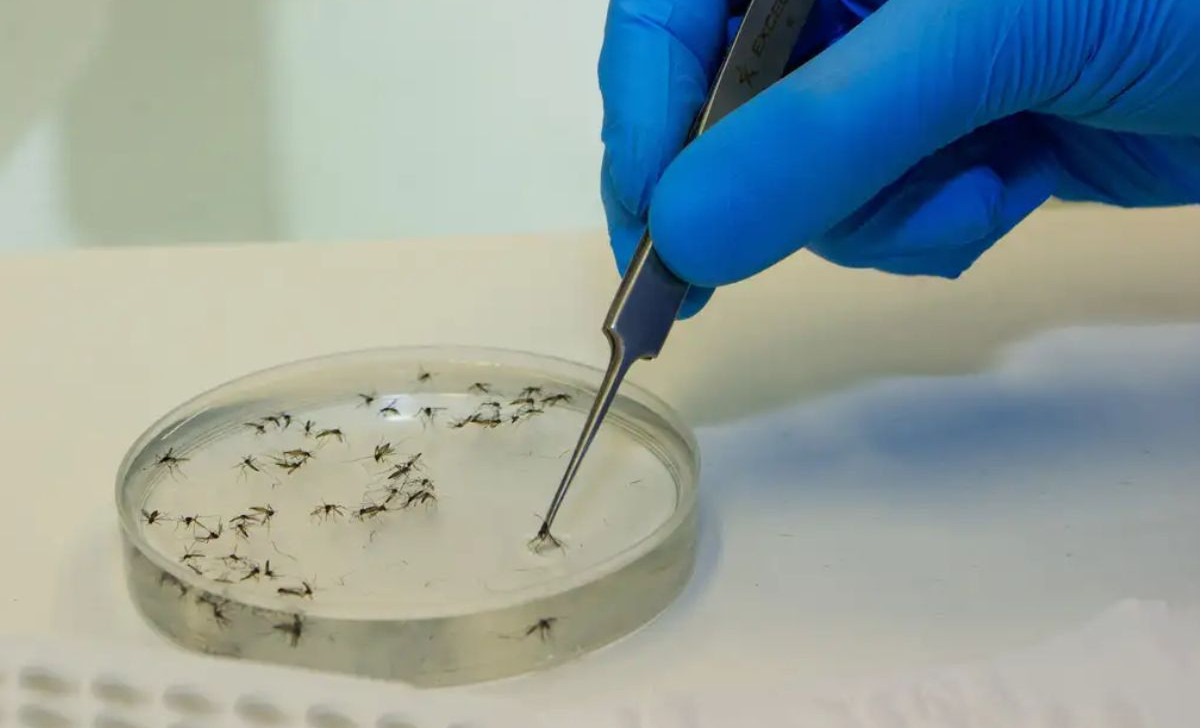 Mato Grosso registra 11 casos de Febre Oropouche em menos de um mês