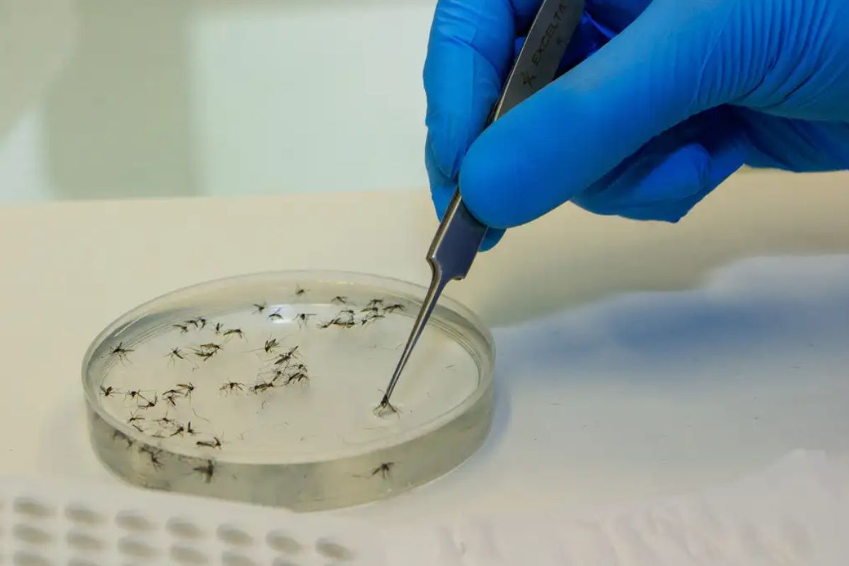 Mato Grosso registra 11 casos de Febre Oropouche em menos de um mês