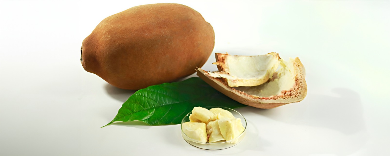 Domesticação do cupuaçu pelos indígenas marcou origem do fruto amazônico