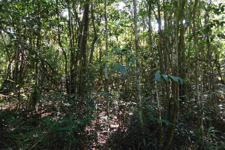 Cerrado fica menos resiliente às mudanças climáticas