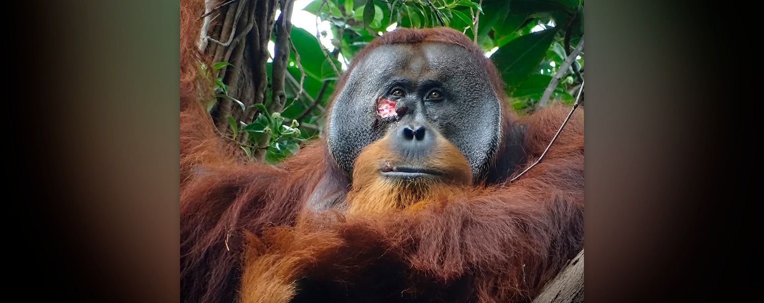 Pesquisadores presenciam primata tratando ferida com planta medicinal