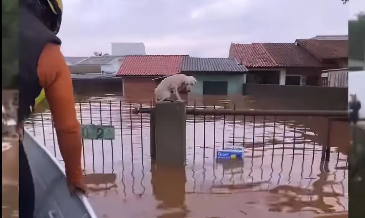 Mais de três mil animais ilhados pela chuva foram resgatados no Rio Grande do Sul