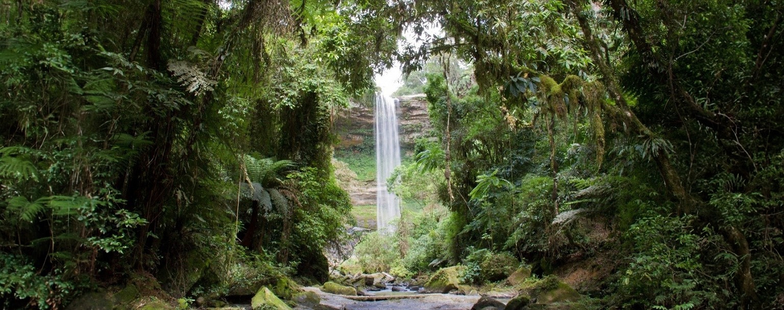 Desmatamento na Mata Atlântica cai em áreas contínuas entre 2022 e 2023