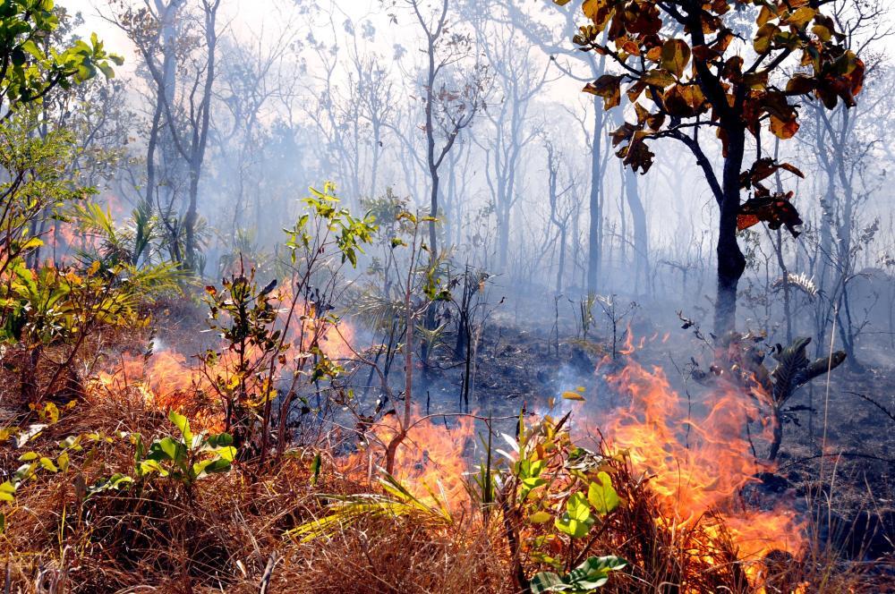Tocantins lidera número de incêndios florestais em junho na fronteira agrícola do País