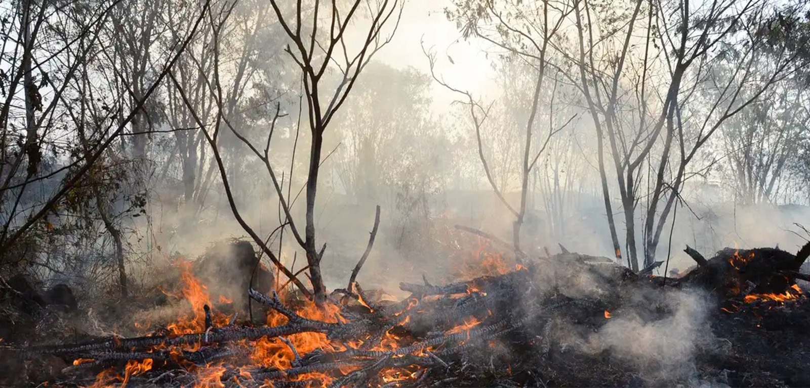 Queimadas na Amazônia aumentam 107% em 2024, diz estudo