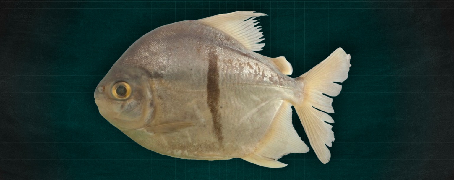 Cientistas descobrem nova espécie de piranha herbívora na Amazônia