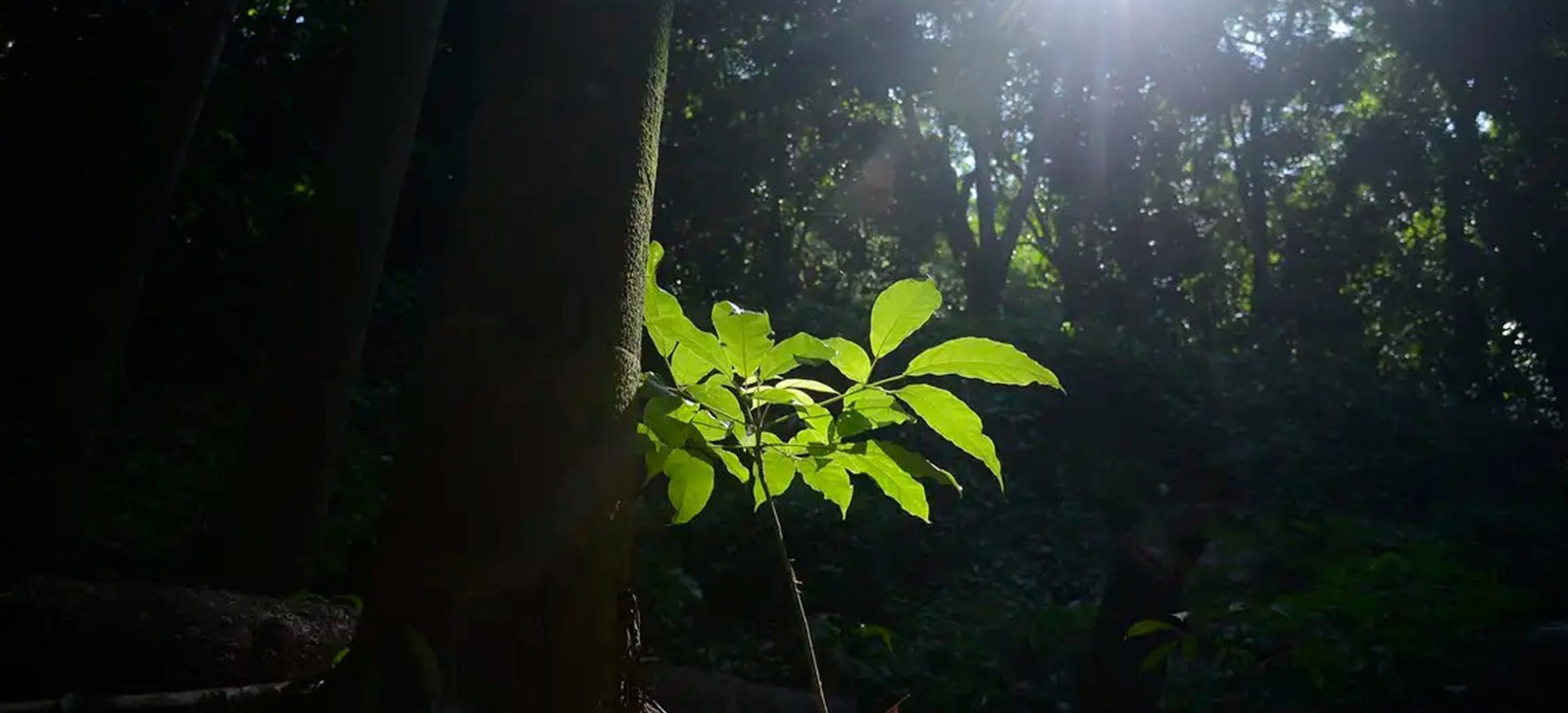 Brasil só detém 18% de patentes sobre flora endêmica da Mata Atlântica