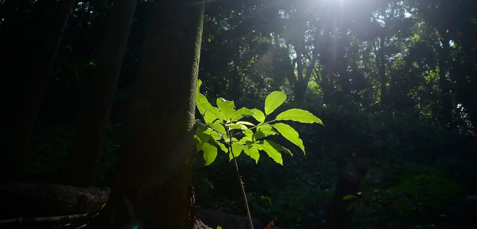 Brasil só detém 18% de patentes sobre flora endêmica da Mata Atlântica