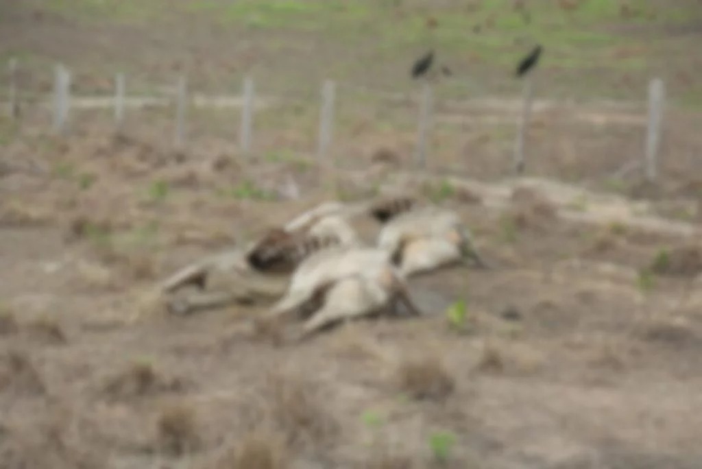 Estiagem e pragas causam morte de quase seis mil bovinos em Roraima