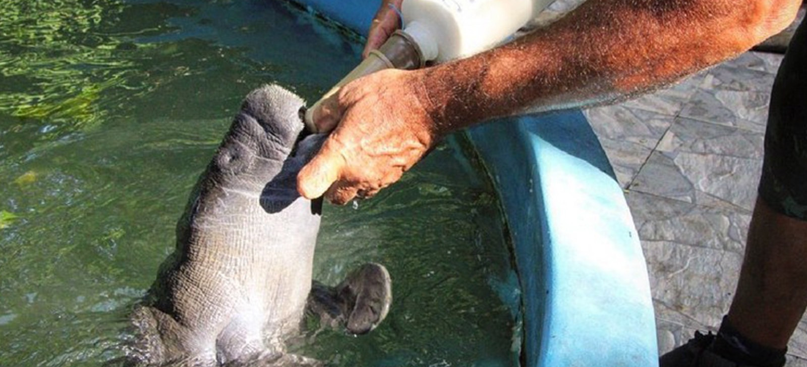 Um a cada seis filhotes de peixe-boi que chegam ao Inpa são do Baixo Amazonas