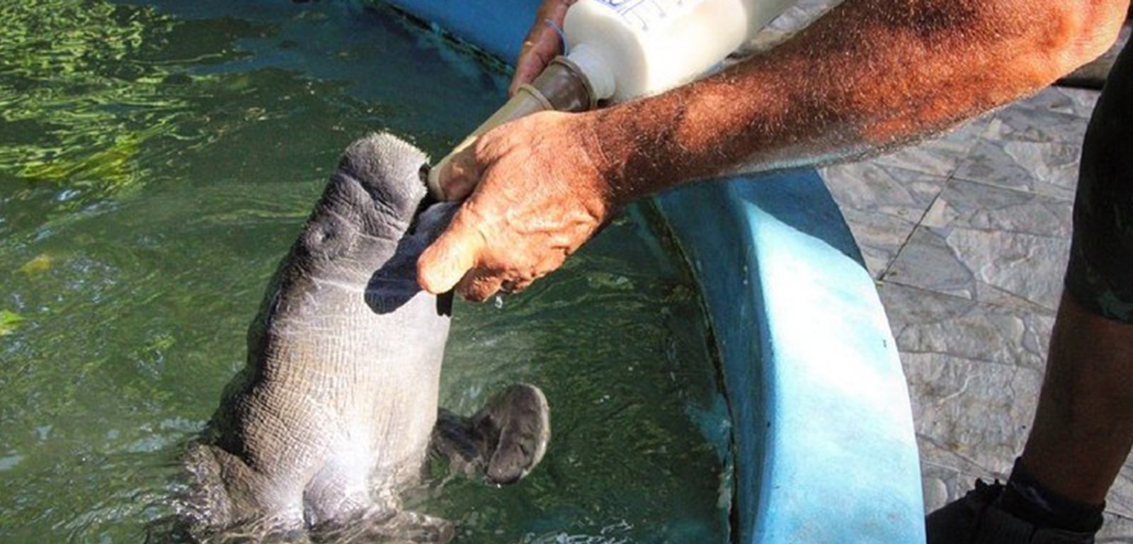 Um a cada seis filhotes de peixe-boi que chegam ao Inpa são do Baixo Amazonas