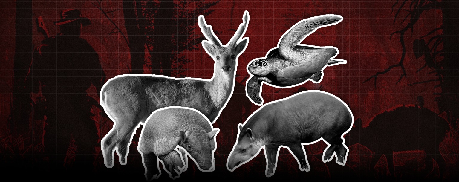 Lideranças do Território Araribóia denunciam caça ilegal de animais na Amazônia maranhense