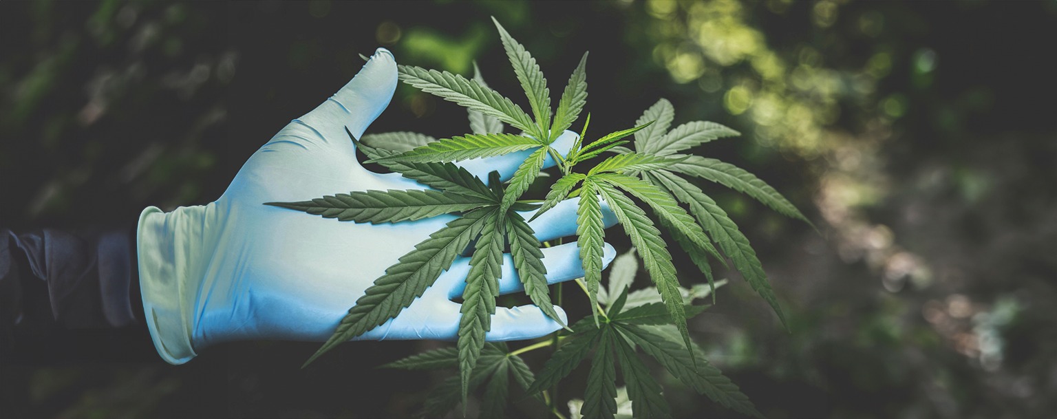 STF debate descriminalização do porte de maconha