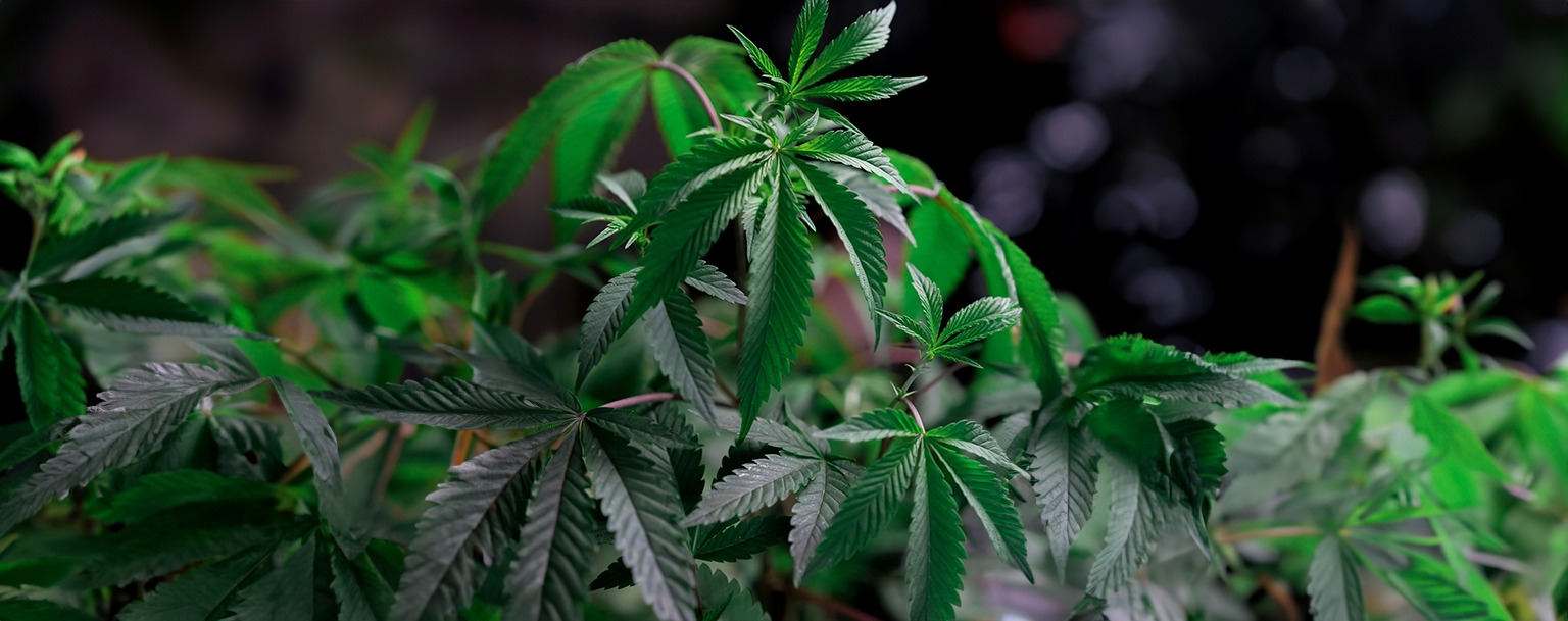 STF forma maioria parar descriminalizar porte de maconha para uso pessoal