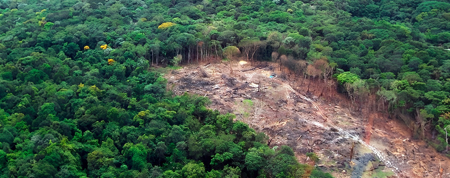 Desmatamento na Amazônia (Reprodução/Ibama)