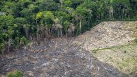 Desmatamento na Amazônia é mais impulsionado por consumo do Brasil do que por exportações, indica estudo