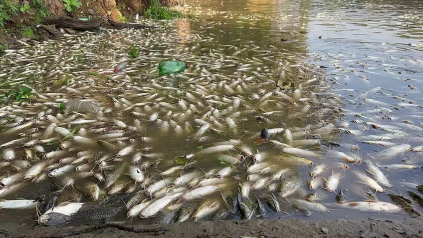 Três toneladas: companhia investiga morte de peixes no Rio Piracicaba, em SP