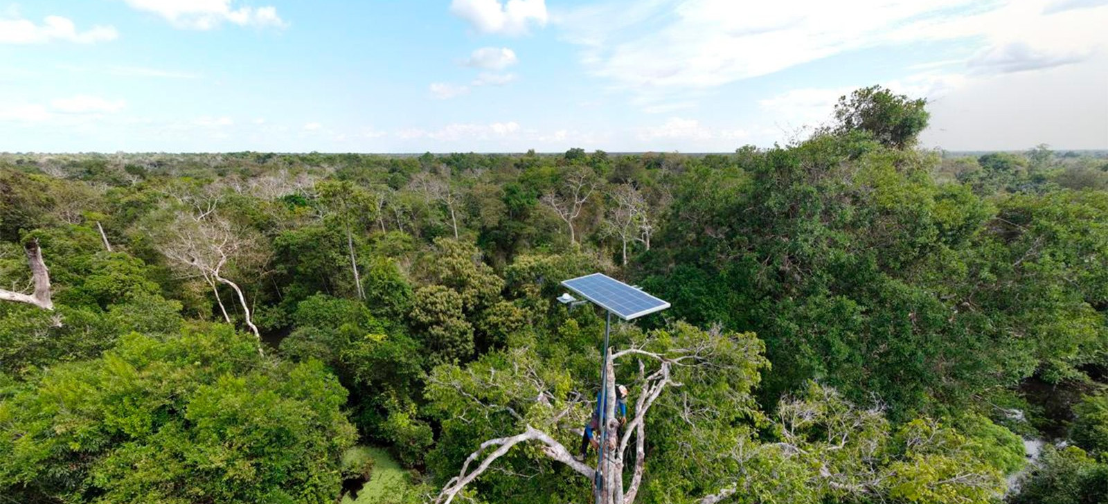 Monitor da biodiversidade sobre a copa das árvores (Divulgação)