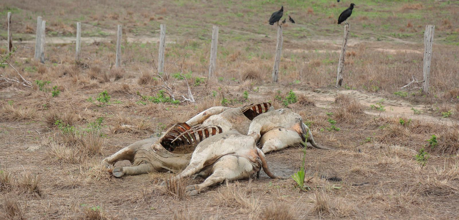 Em Roraima, praga da lagarta matou mais de 7 mil cabeças de gado e atingiu 54 mil hectares