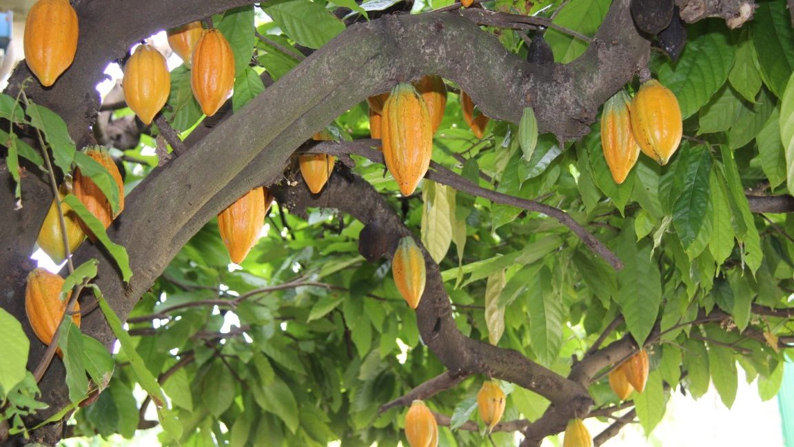 Sistema de pesquisadores da UFPA reduz tempo de processamento do cacau e triplica lucros