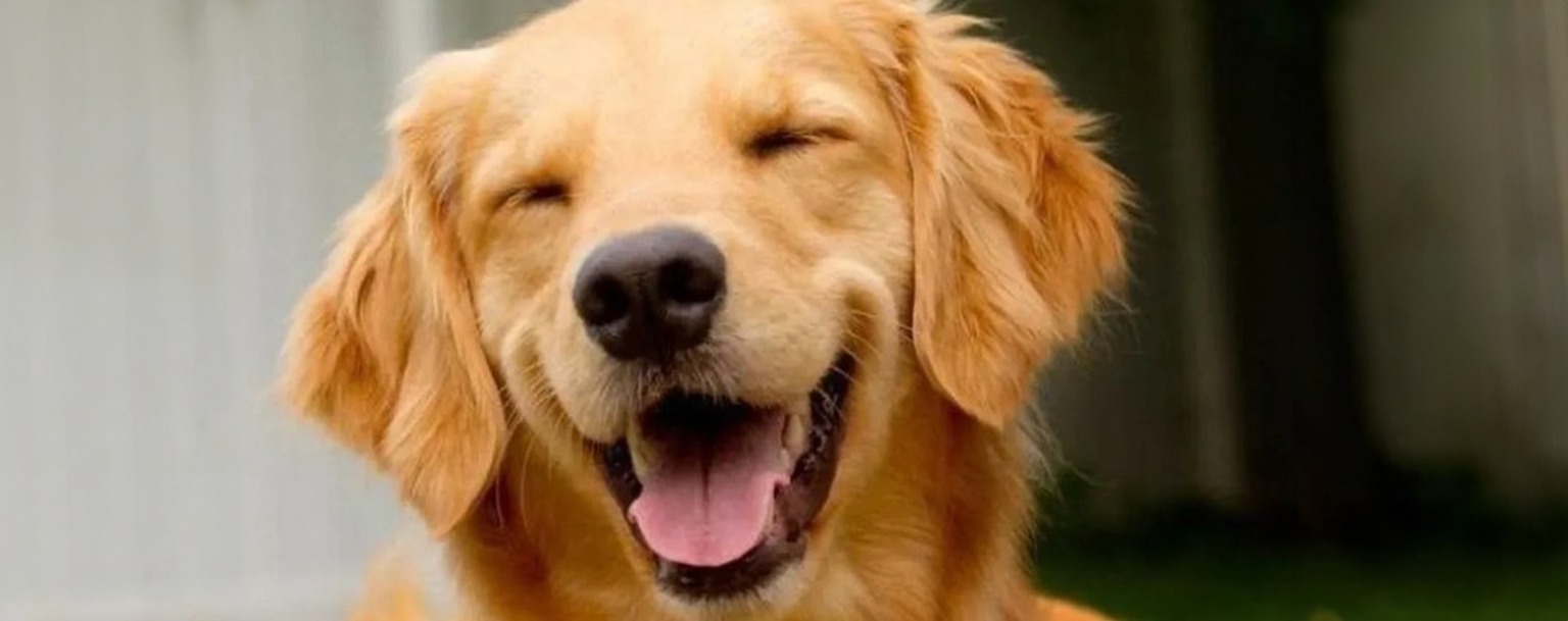 Após caso Joca, Governo e Anac criam comissão para regular transporte aéreo de pets