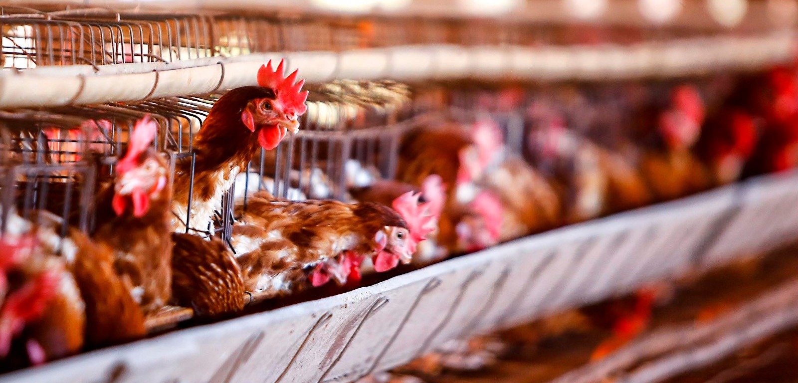 Doença que atinge aves faz ministério declarar emergência no RS