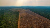 Mercado doméstico pressiona desmatamento na Amazônia mais do que exportação, aponta estudo