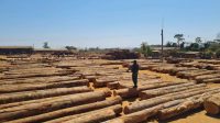 10 cidades de Mato Grosso concentram 72% da exploração ilegal de madeira no Estado