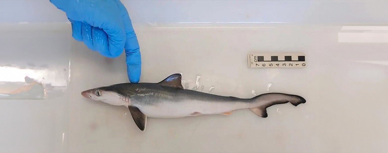 Tubarões no RJ estão contaminados com cocaína, aponta Fiocruz