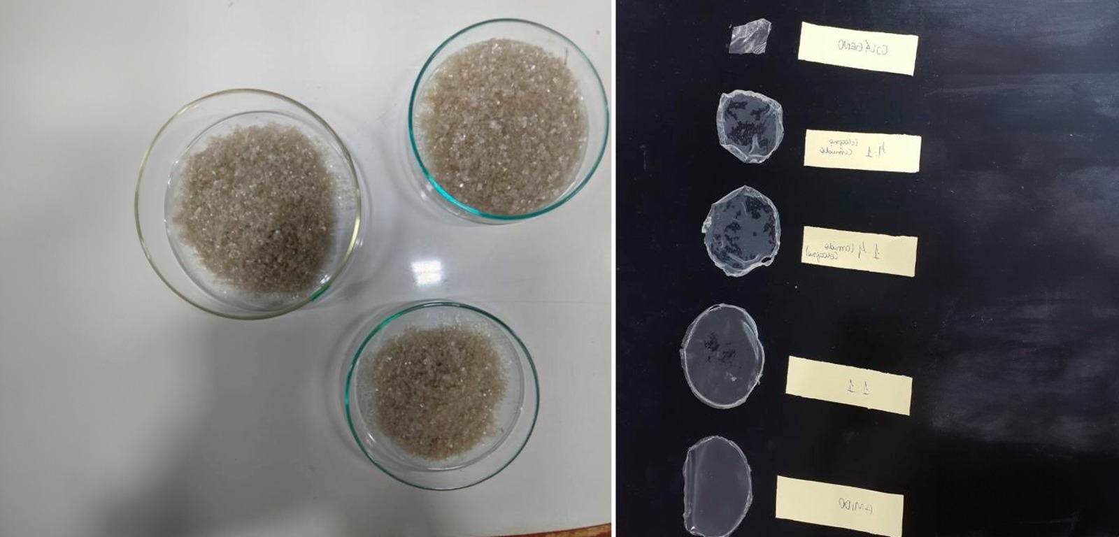 Pesquisadoras de MT desenvolvem material biodegradável que pode substituir plástico