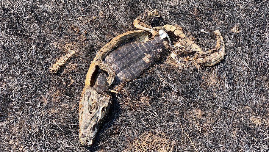 Fogo atinge santuários de animais no Pantanal e espécies são carbonizadas