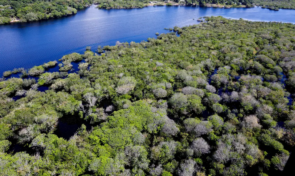 Entenda como títulos verdes financiam o reflorestamento na Amazônia