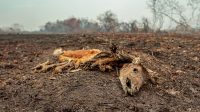 ONG pede intervenção para salvar animais atingidos por incêndios no Pantanal