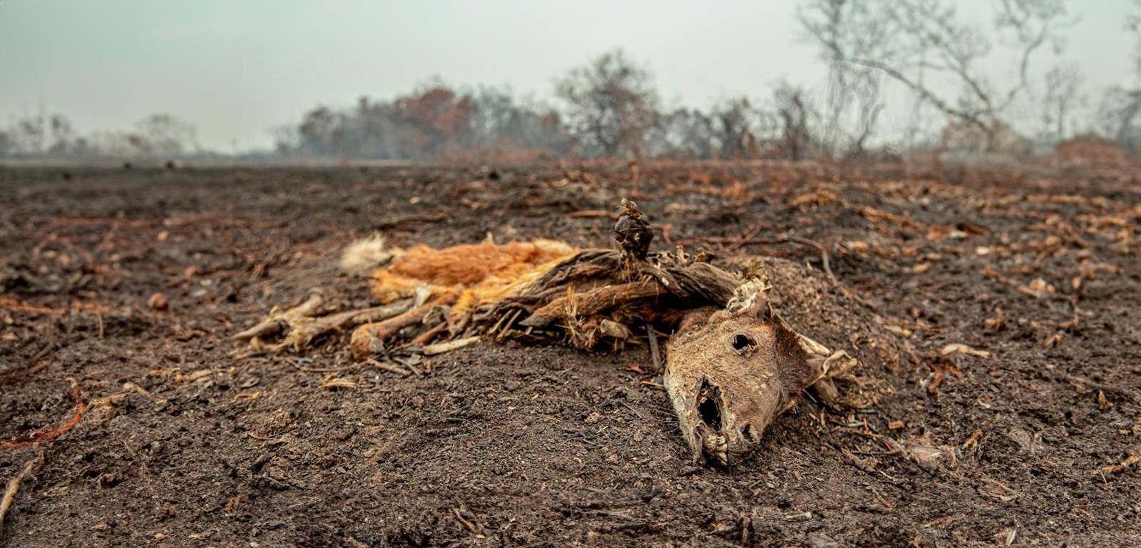 ONG pede intervenção para salvar animais atingidos por incêndios no Pantanal