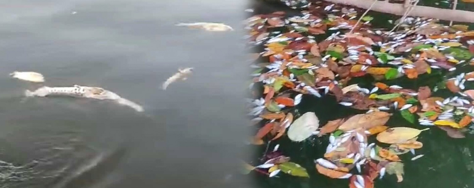 Moradores encontram dezenas de peixes mortos próximo à hidrelétrica em Mato Grosso