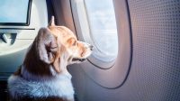 Governo federal cria grupo para melhorar viagens aéreas de animais domésticos