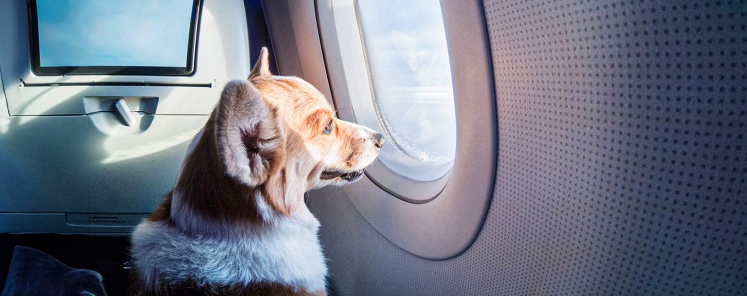 Governo federal cria grupo para melhorar viagens aéreas de animais domésticos