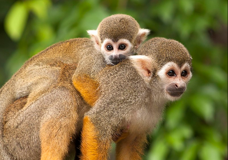 Rodovia da COP-30 coloca macaco-de-cheiro em risco, dizem ativistas