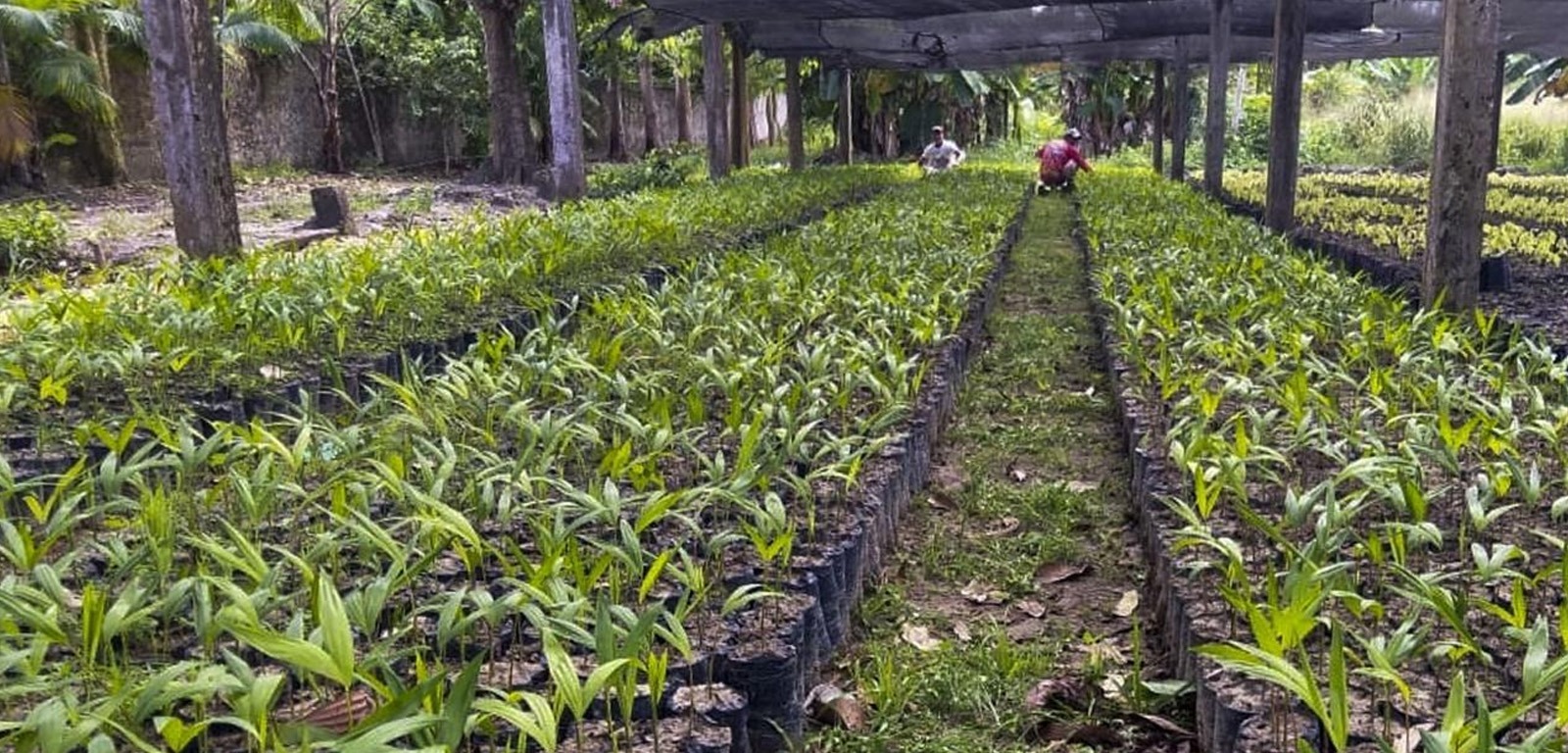 Dia da Amazônia: famílias criam modelo de negócio com restauração no Pará
