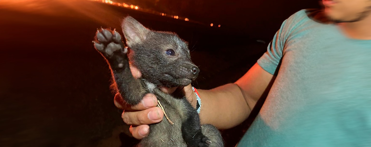 Animais morrem queimados em incêndio na Terra Indígena Mãe Maria