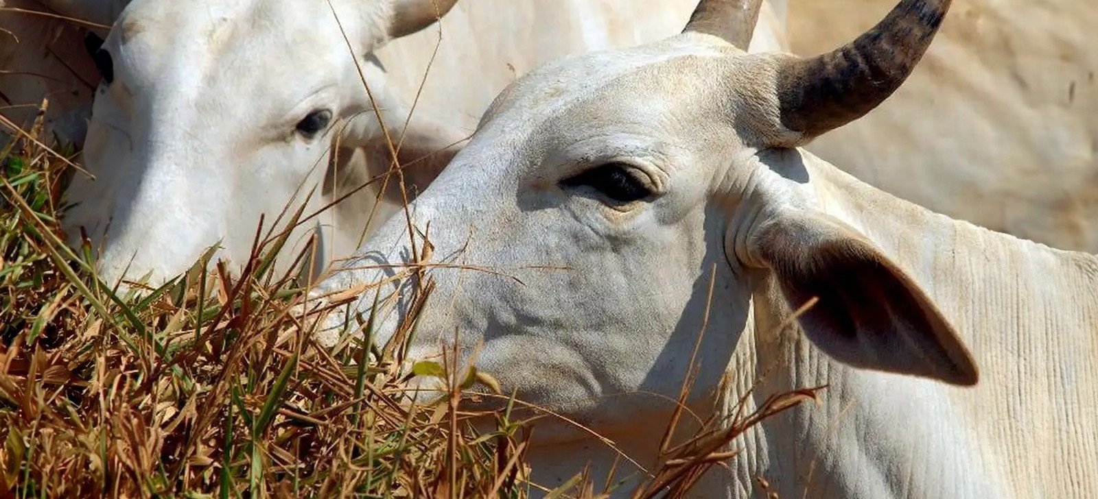 Criação de gado em Porto Velho influencia desmatamento na Amazônia