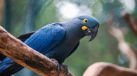 Zoológico de SP mostra arara-azul-de-lear ao público pela primeira vez