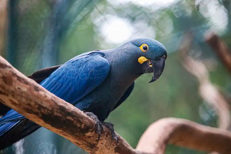 A arara-azul-de-lear faz parte da Lista Nacional de Espécies Ameaçadas de Extinção. Atualmente existem 2.200 exemplares na natureza, segundo o último censo do ICMBio (Paulo Pinto/Agência Brasil)