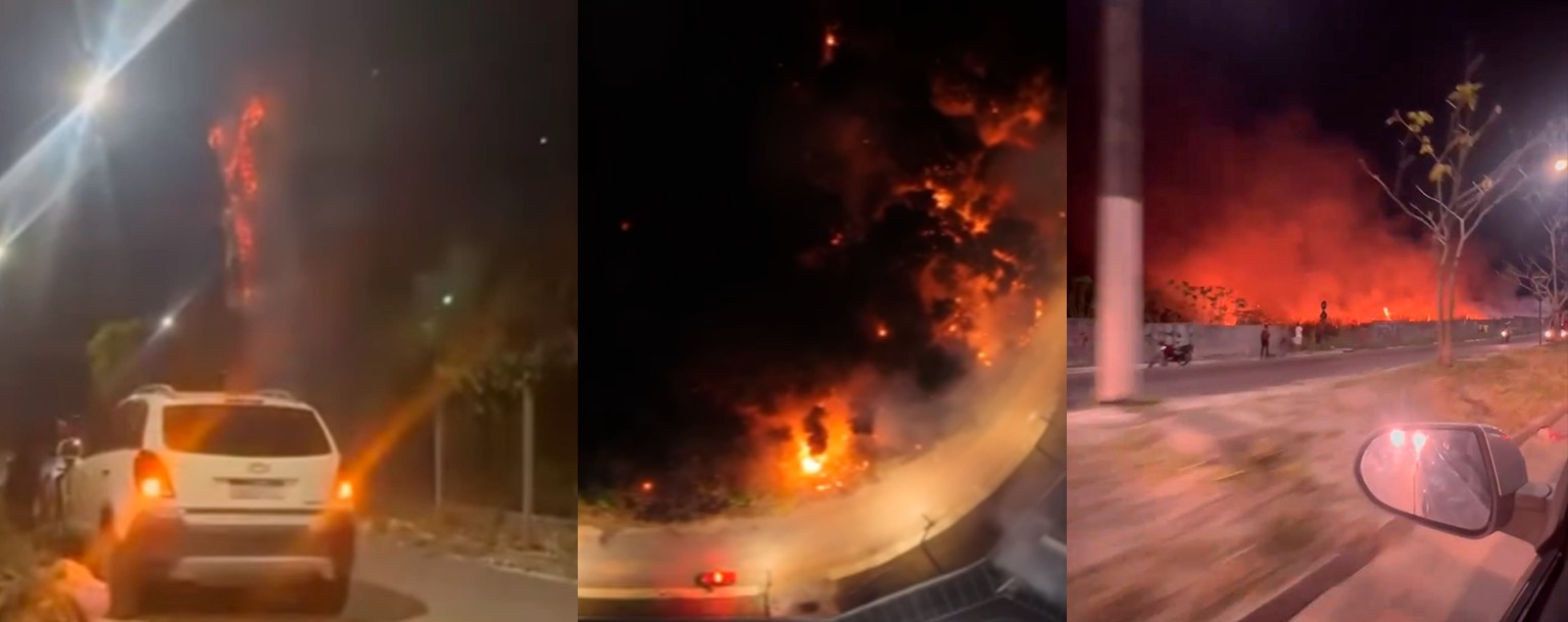 Refúgio de primata em extinção, Reserva do Sauim está entre áreas queimadas em Manaus