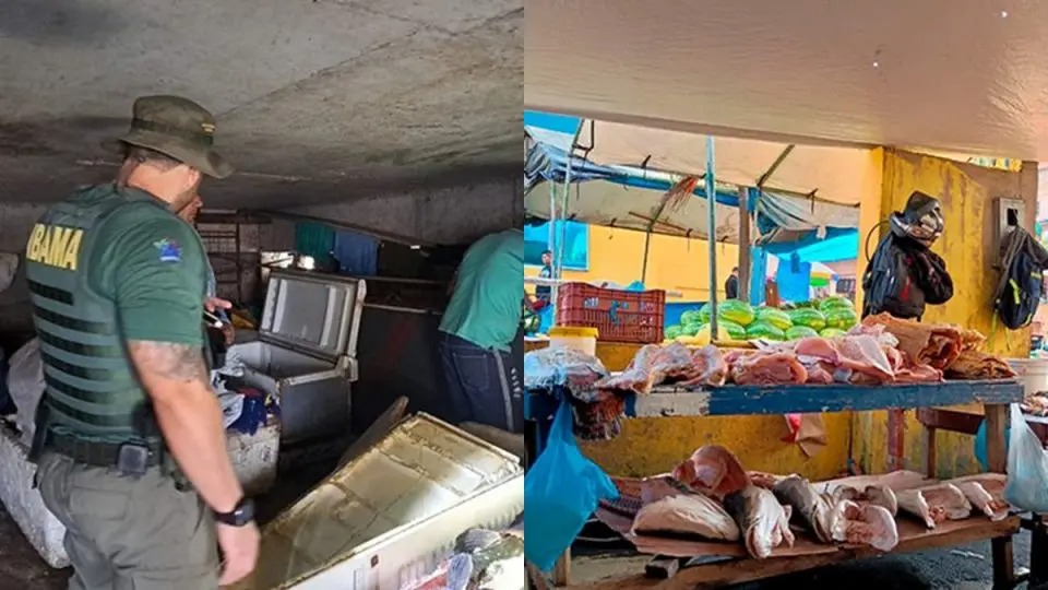 Operação do Ibama captura peixe-boi-da-amazônia e 422 kg de pirarucu no AM