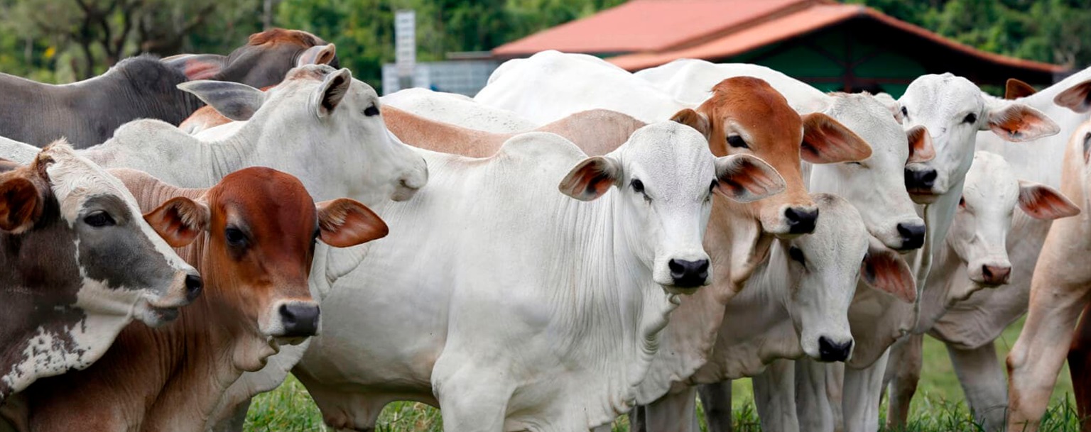 Gado criado ilegalmente em terra indígena no Pará abastece frigoríficos