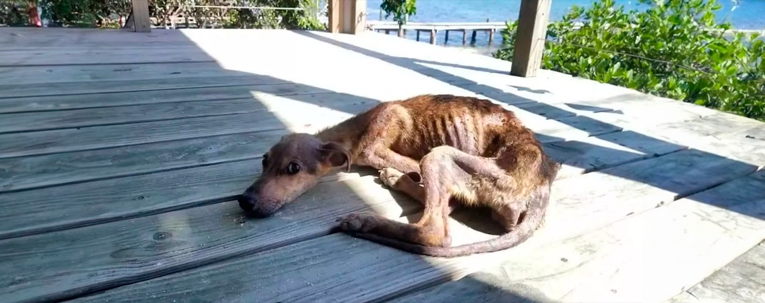 Maus-tratos a animais ficarão registrados no ‘nada consta’ no AM