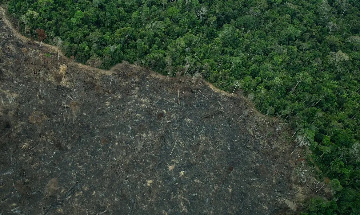 Dados se referem ao período de julho a setembro e contradizem governo
(Christian Braga/Greenpeace)
