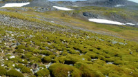 Expansão rápida das áreas verdes na Antártida preocupa cientistas