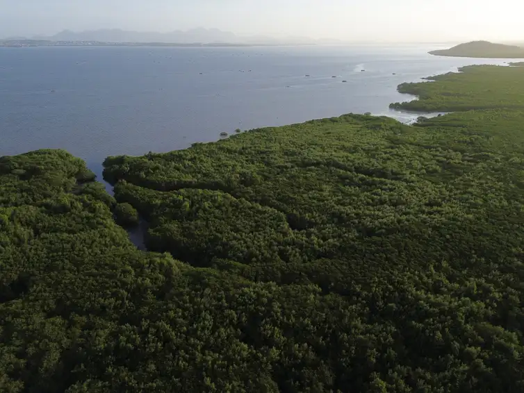 Área de manguezal recuperada após desastre ambiental, no Parque Natural Municipal Barão de Mauá, na margem da Baía de Guanabara - (Fernando Frazão/Agência Brasil)